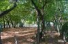 Buildable lot